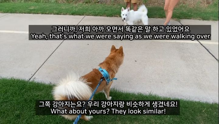 미국에서 강아지 산책 시키다 어느 한국인이 욕 먹은 이유 | 인스티즈