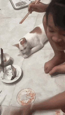 고양이와 생선 | 인스티즈