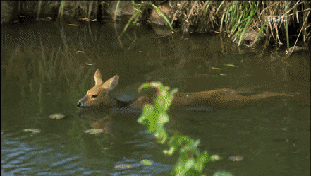 너네 고라니 수영 짱잘해서 영어이름이 water deer인거 알아??? | 인스티즈