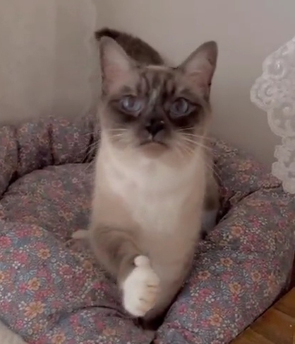 당신은 따봉냥이의 선명한 따봉을 받았습니다 | 인스티즈