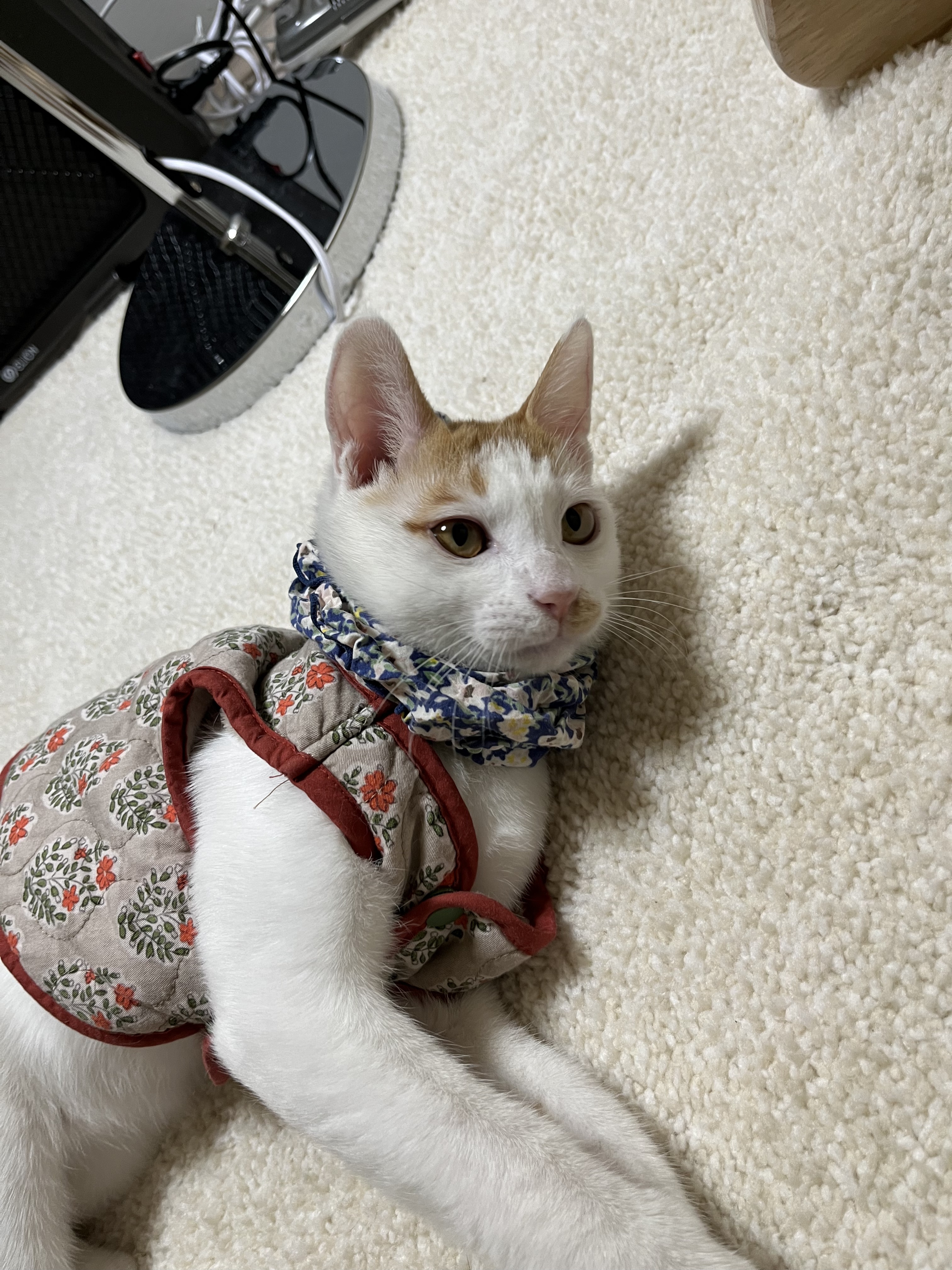 고양이 코 파는 동영상 | 인스티즈