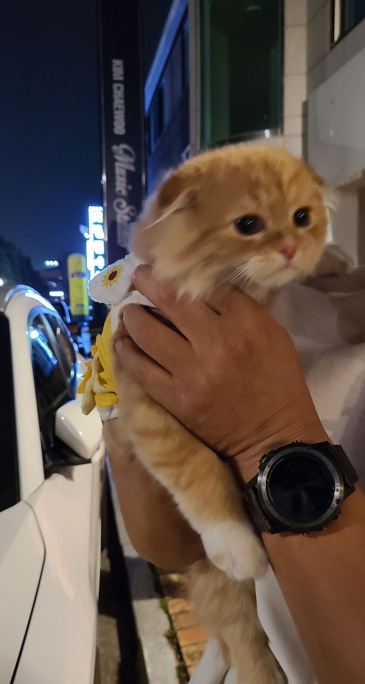 서현동 효자촌 먹자골목에서 고양이 잃어버리신 분 찾습니다 | 인스티즈