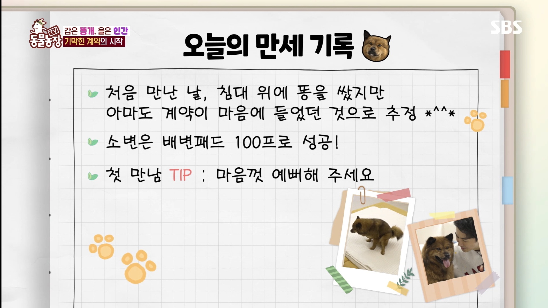 동물농장 똥개보필프로젝트에 참여중인 연예인과 임보 강아지들 | 인스티즈