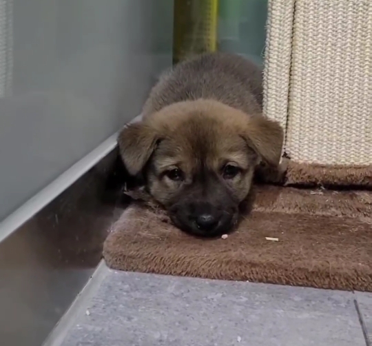 [유기견임보&입양홍보] 주택가 골목에 버려졌던 아기 강아지 콩순이 | 인스티즈