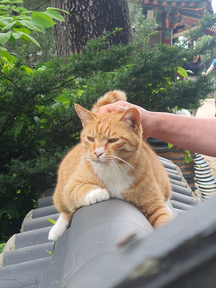 절 왔는데 고양이 진짜 귀엽다 | 인스티즈