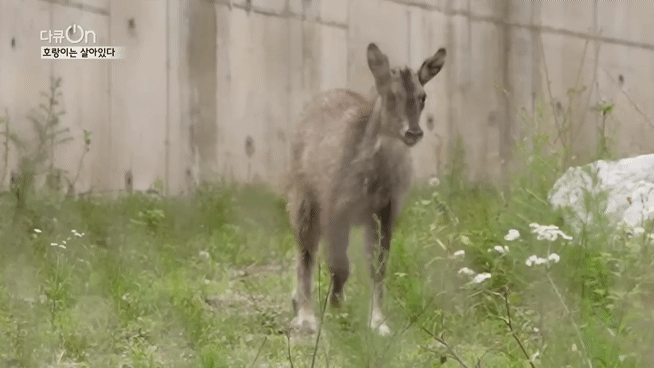 '절멸'의 '한국 호랑이'. 🐅 그 100년간의 이야기. -마지막- | 인스티즈