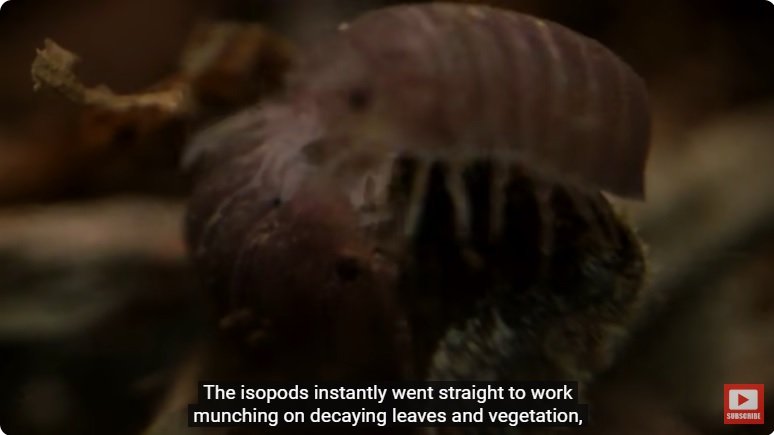 거대한 수조에 열대우림 환경을 조성해놓으면 생기는 일 - 2 | 인스티즈