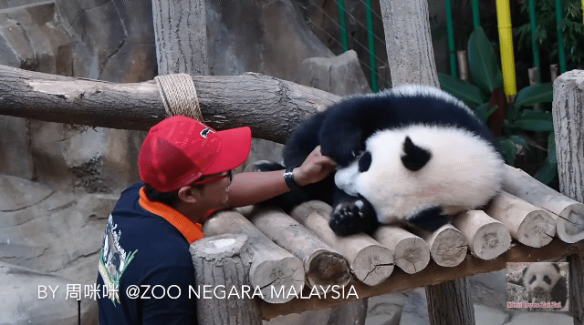 사랑받던 말레이시아 판다, 중국 반환 후 모습...jpggif | 인스티즈
