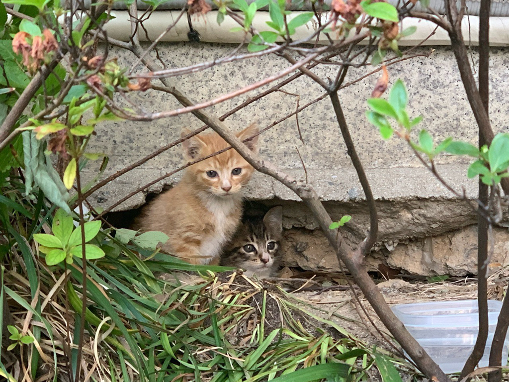 정말 너무 귀여운 캣홀릭대 고양이들 🐈 | 인스티즈