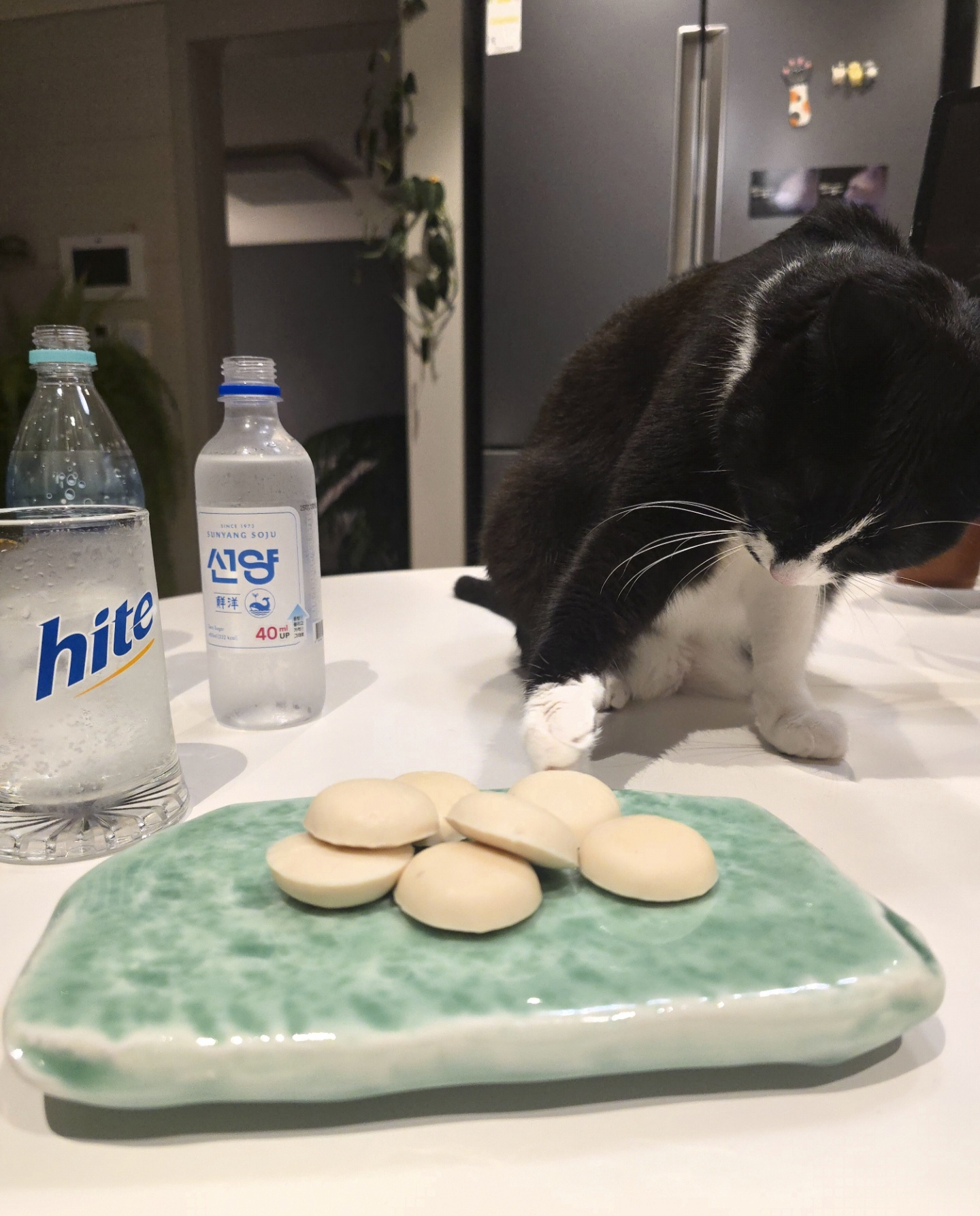 안주 뽏이는 고양이 어떤데 ㅋ 5나탄 ㅋ | 인스티즈