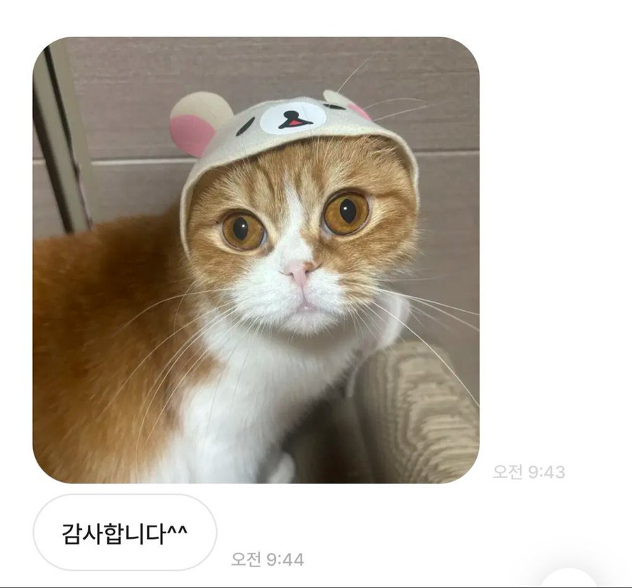 중고거래 구매자가 자꾸 이모티콘을 보내서 무서웠는데 알고 보니 고양이였음.twt (귀여우니까 보고 힐링해) | 인스티즈