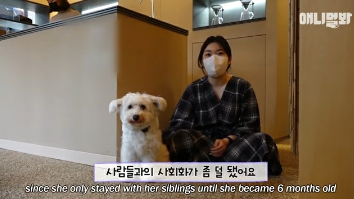 수줍음이 많은 강아지가 사람을 좋아하는 법 | 인스티즈