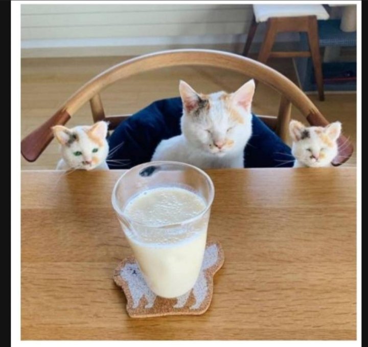 이 정도면 세쌍둥이 아니냐구 | 인스티즈