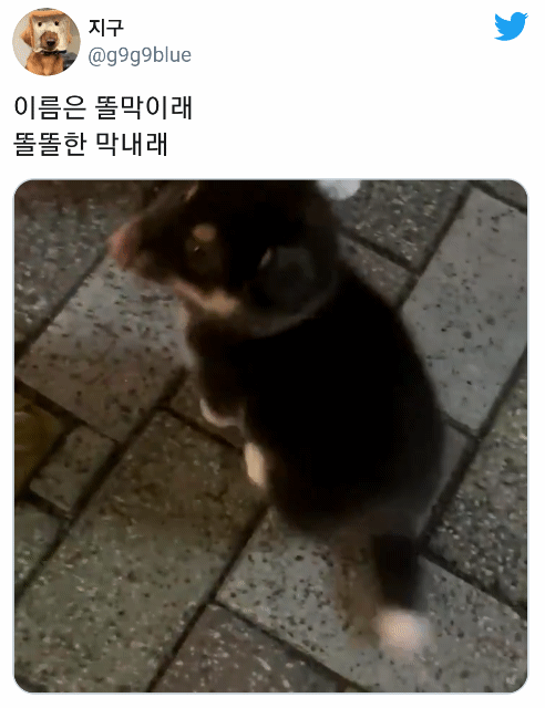 퇴근하는데 길 가던 아저씨가 본인 강아지 너무 예쁘니까 사진 찍어 가라고 하셔서.twt | 인스티즈