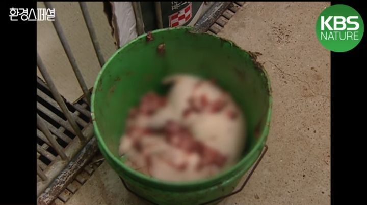 태어나자마자 바쁜 아기 돼지 (혐오주의) | 인스티즈