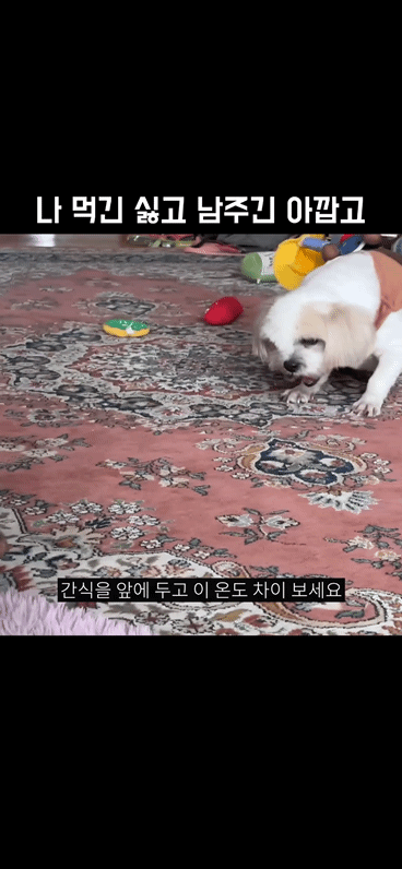 22만 유튜버 강복순 인성논란 | 인스티즈