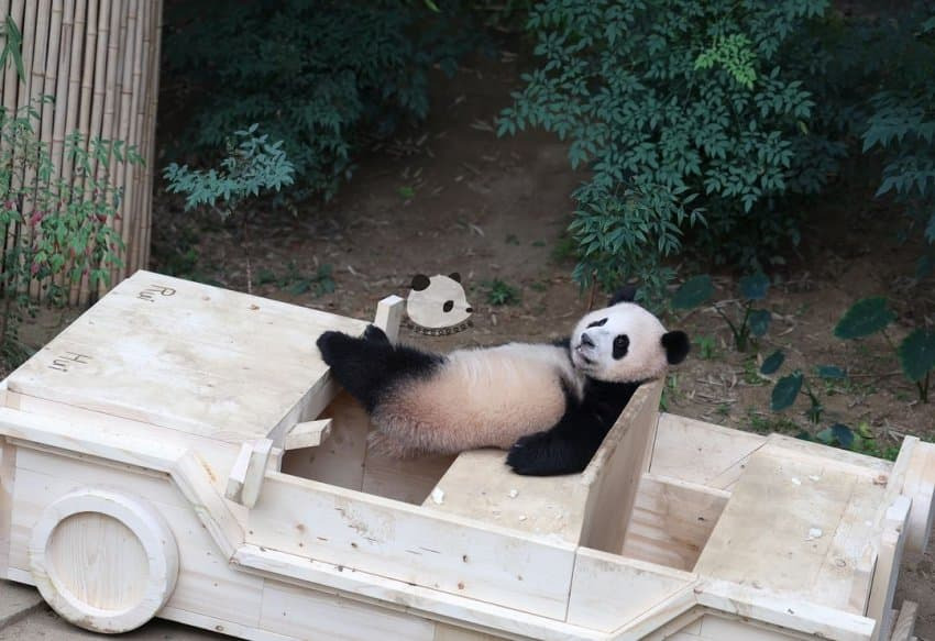 감자다리 후이바오🐼 | 인스티즈