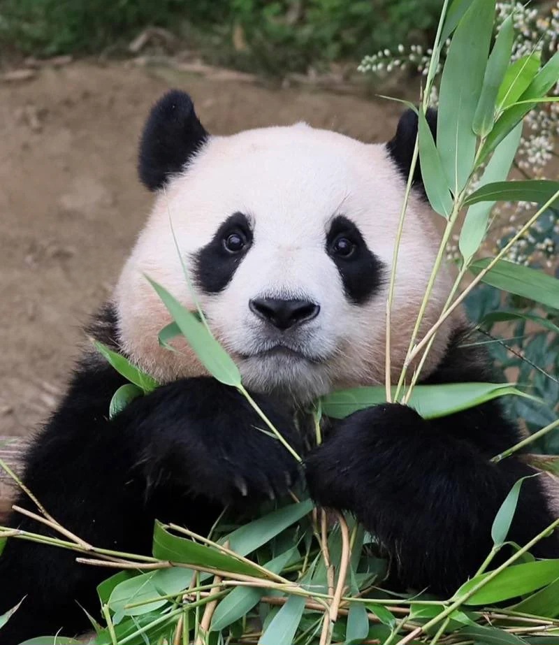 신기하게 국적(?)이 보이는 판다들 | 인스티즈