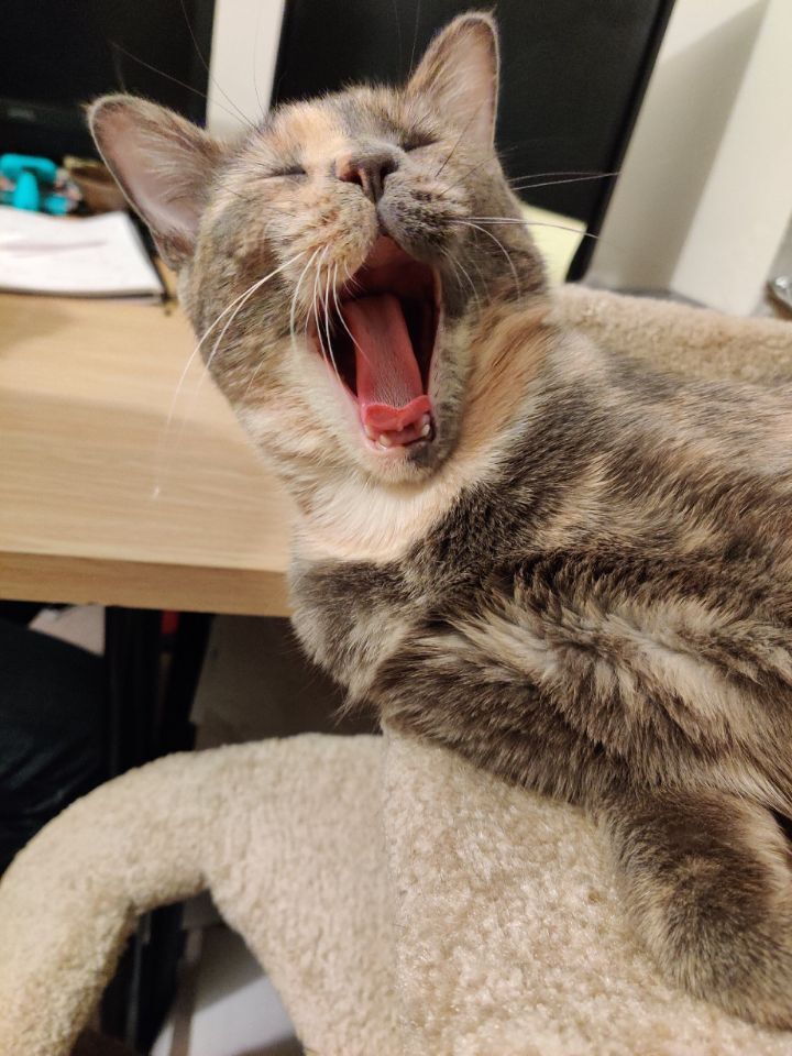 고양이 집사들이 한번쯤 꼭 찍고싶어 하는 사진 | 인스티즈