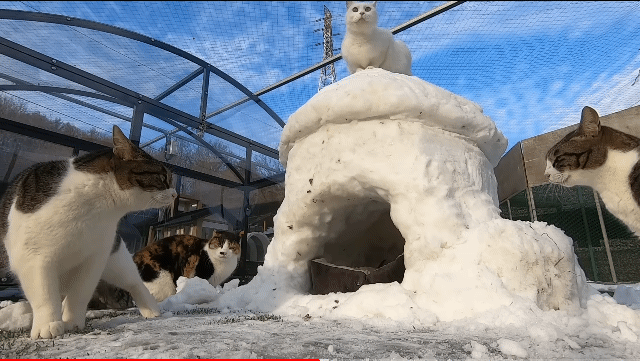 눈으로 집 만들어줬는데 갑자기 싸우는 하하하네 고양이들.gif | 인스티즈