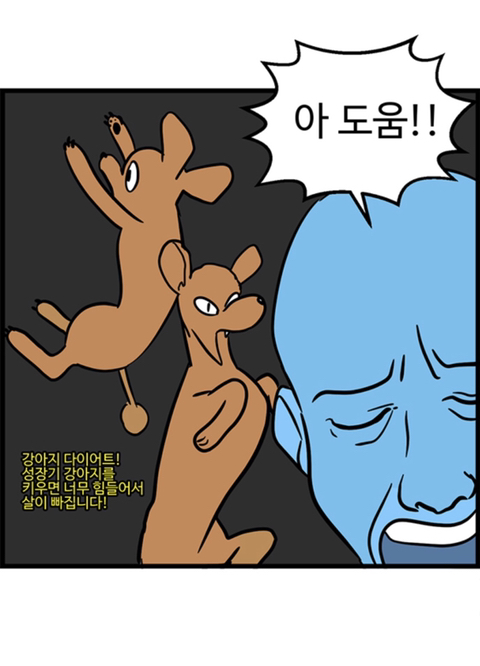 푸들의 우다다가 끝나는 시기.jpg | 인스티즈