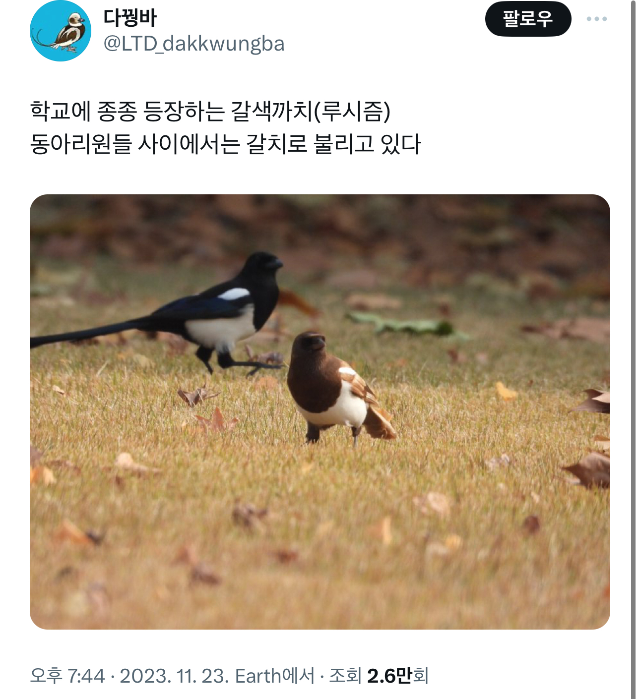 Daum 카페