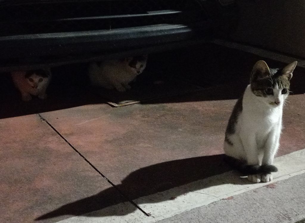 길에서 고양이 보면 사진을 안 찍고는 지나갈 수 없는 병에 걸림 😚🐈‍⬛🐈 | 인스티즈