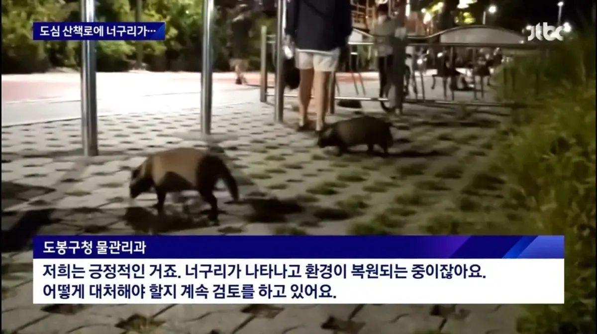 산책로에서 너구리를 만나면 강아지를 바로 안아들어야함 | 인스티즈