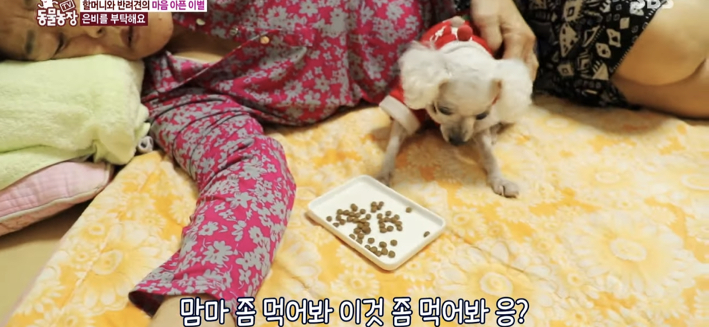 서로를 위해 헤어지는 할머니와 은비 | 인스티즈