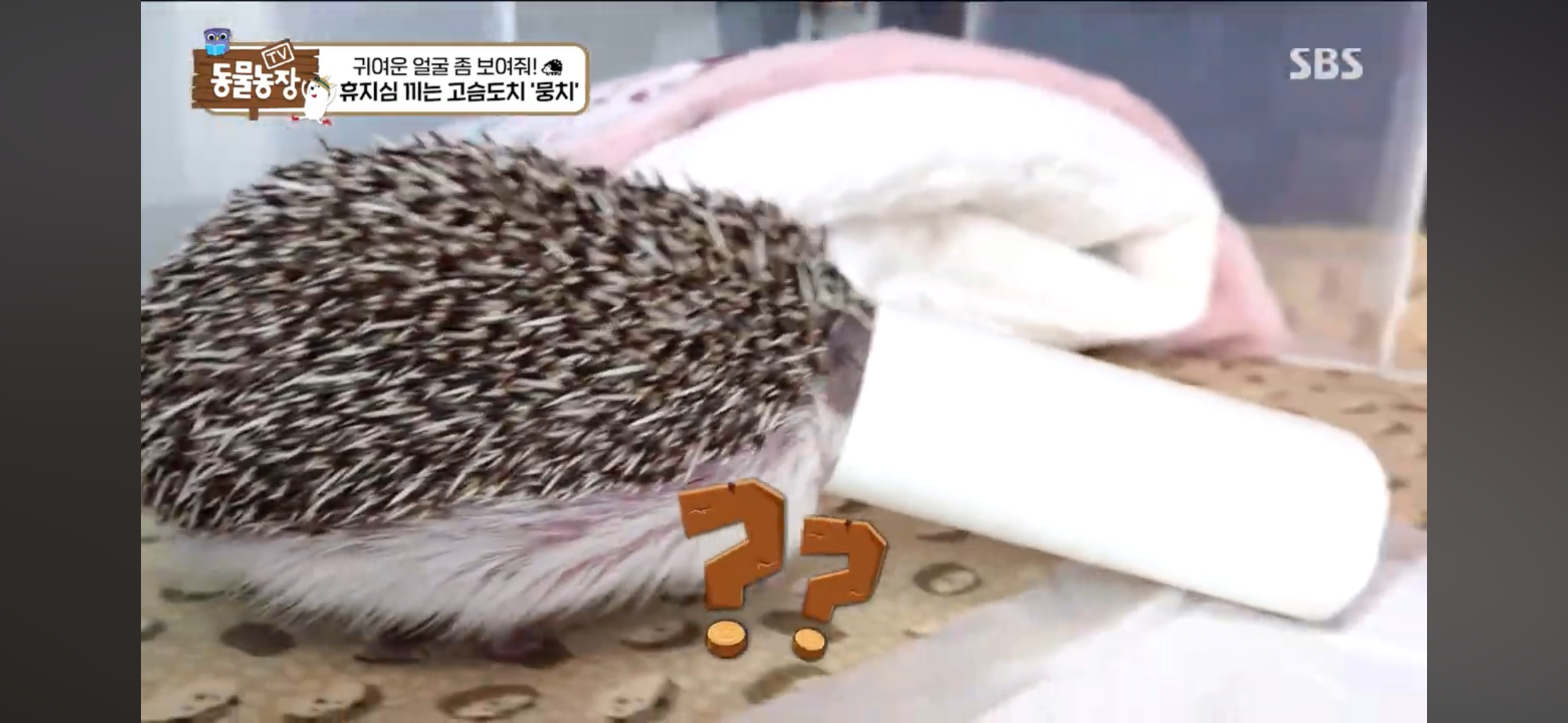 따봉고슴도치 휴지심 좋아도치 | 인스티즈