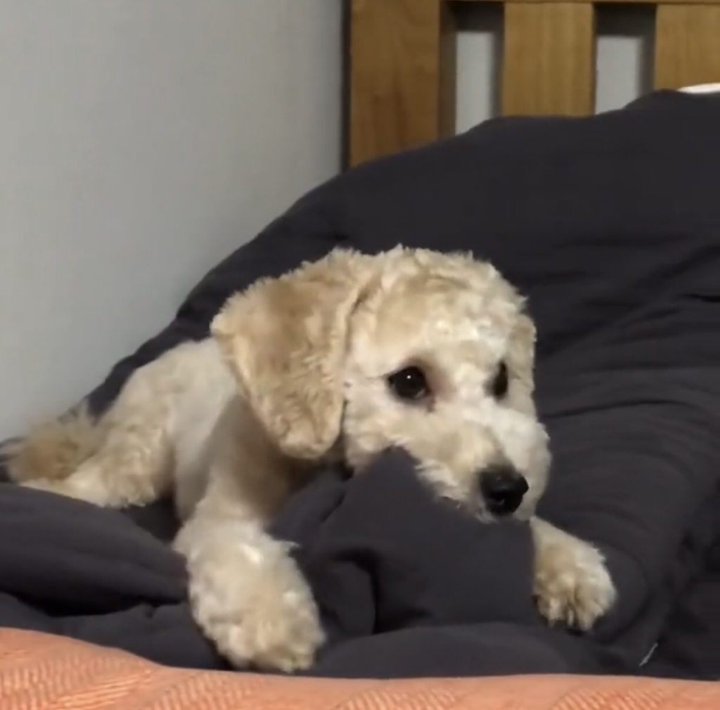 강아지 꾹꾹이 | 인스티즈