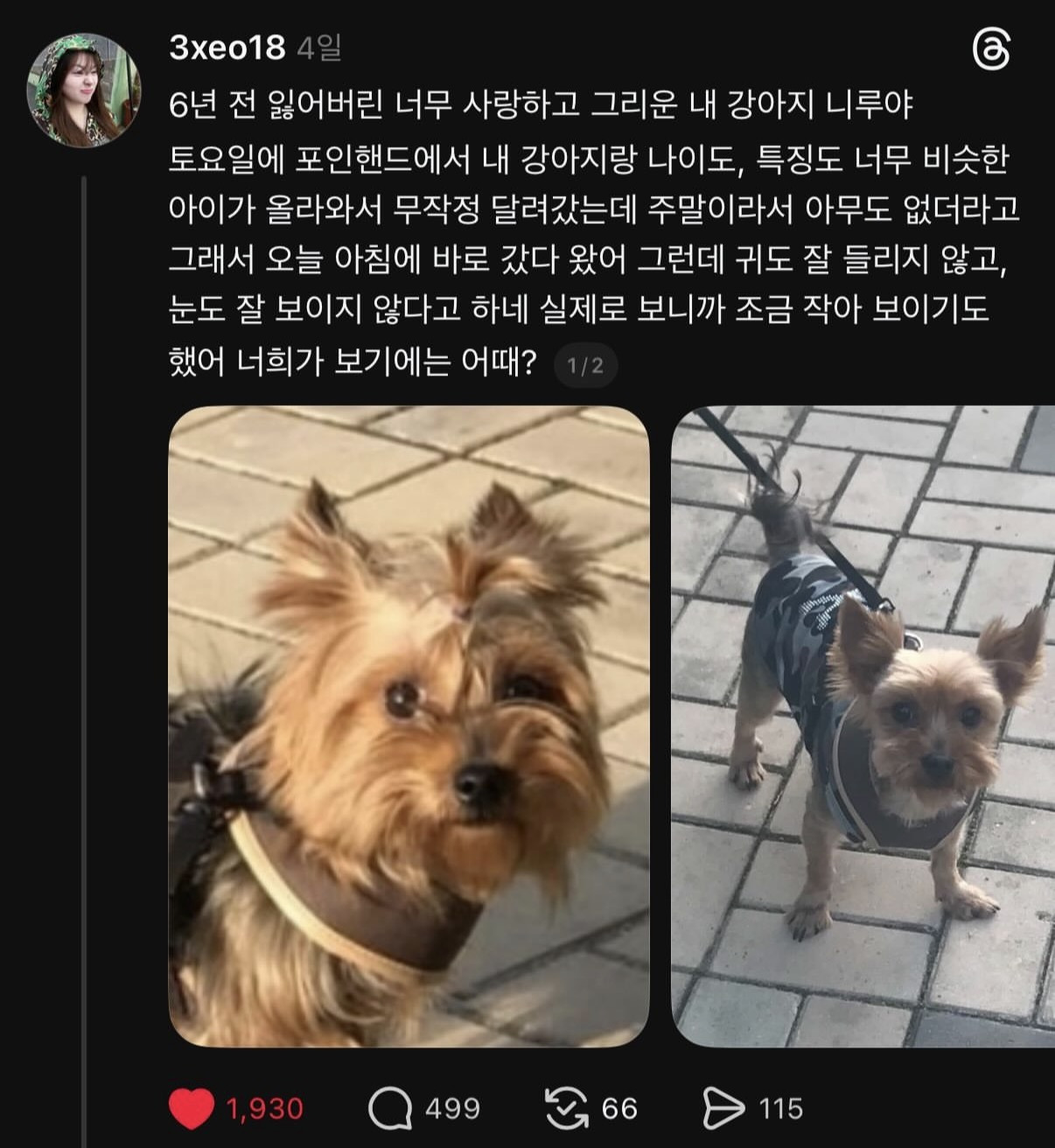 유실된지 6년만에 찾은 강아지 니루 | 인스티즈