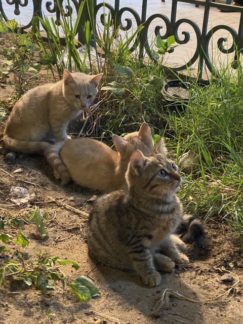 이집트, 요르단 고양이 모음집 | 인스티즈