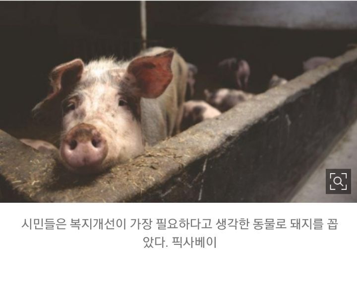 태어나자마자 바쁜 아기 돼지 (혐오주의) | 인스티즈