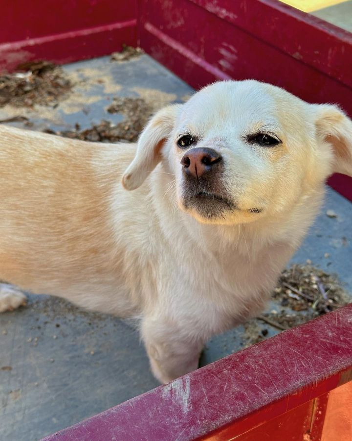 강아지 짱절미 투병근황 | 인스티즈