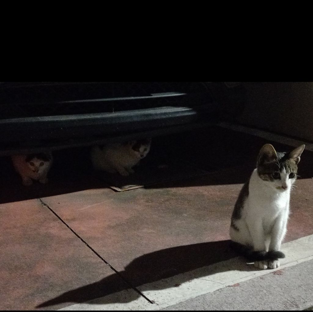 길에서 고양이 보면 사진을 안 찍고는 지나갈 수 없는 병에 걸림 😚🐈‍⬛🐈 | 인스티즈