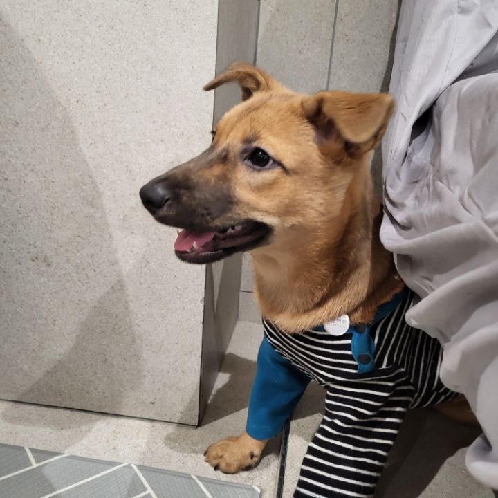 [유기견임보&입양홍보] 주택가 골목에 버려졌던 아기 강아지 콩순이 | 인스티즈