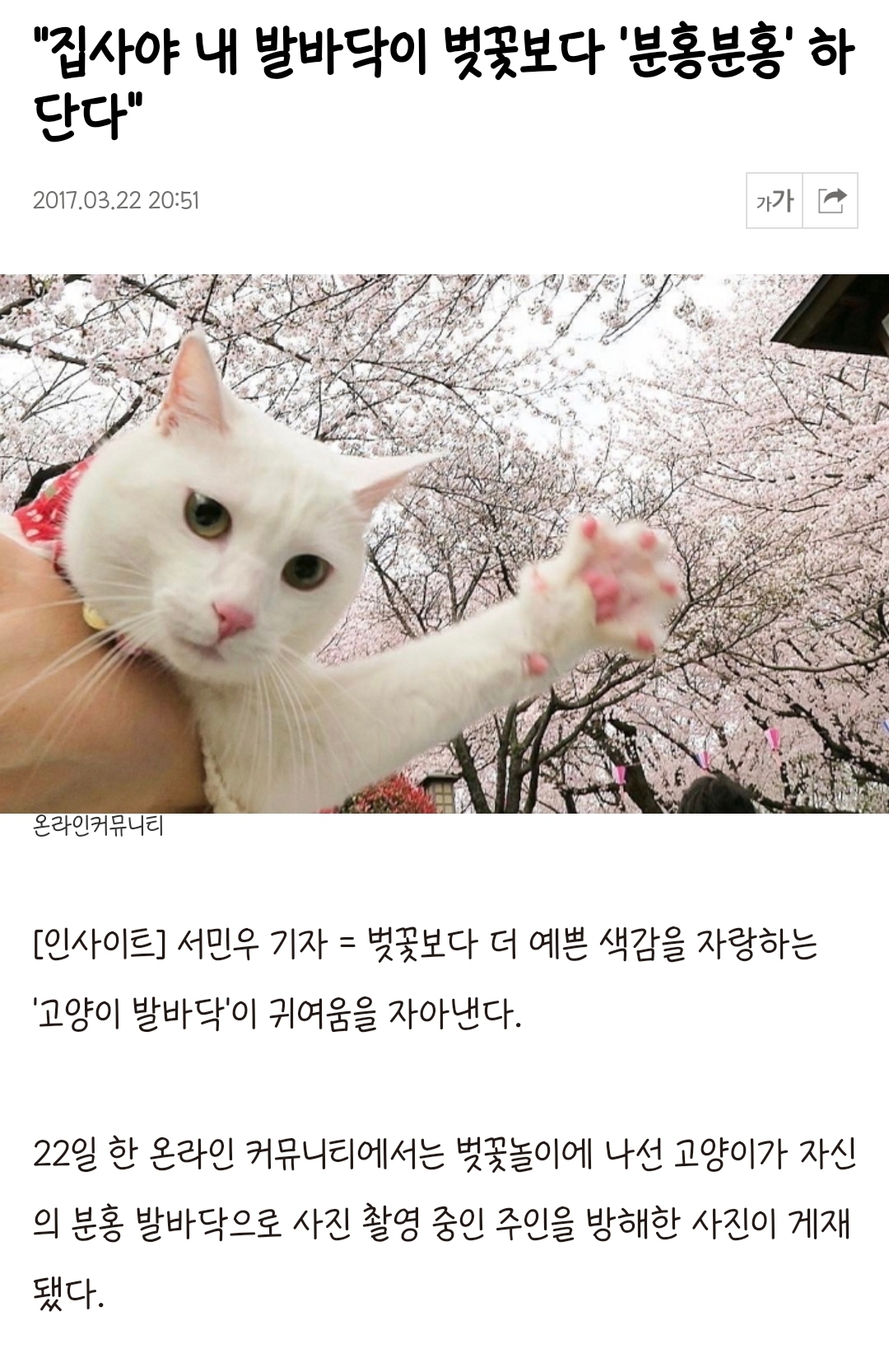 집사야 내 발바닥이 벚꽃보다 더 분홍분홍 하단다 - 악플달면 쩌리쩌려버려 - ＊여성시대＊ 차분한 20대들의 알흠다운 공간 