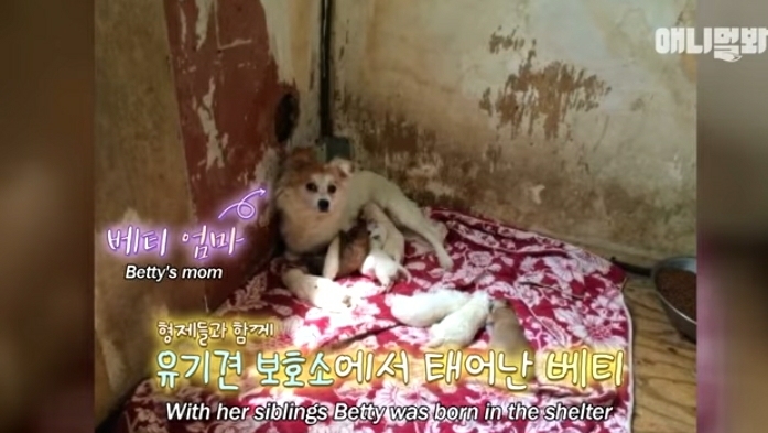 수줍음이 많은 강아지가 사람을 좋아하는 법 | 인스티즈