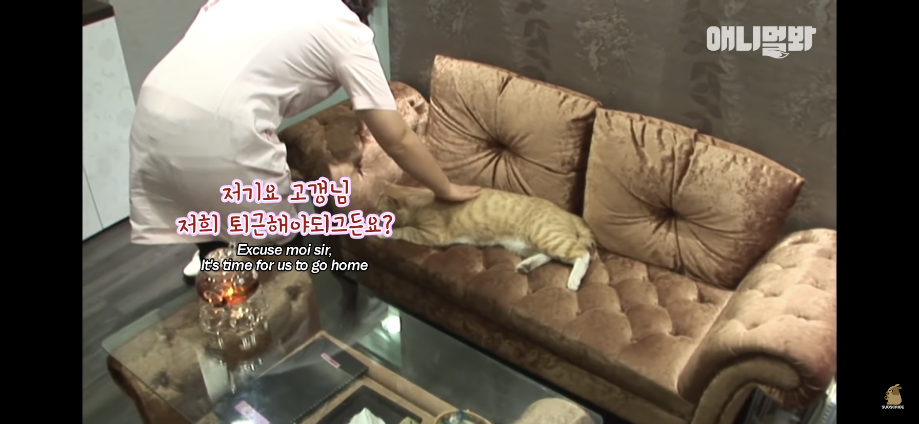 길고양이 목에 쪽지를 달자 생긴 영화같은 일 | 인스티즈