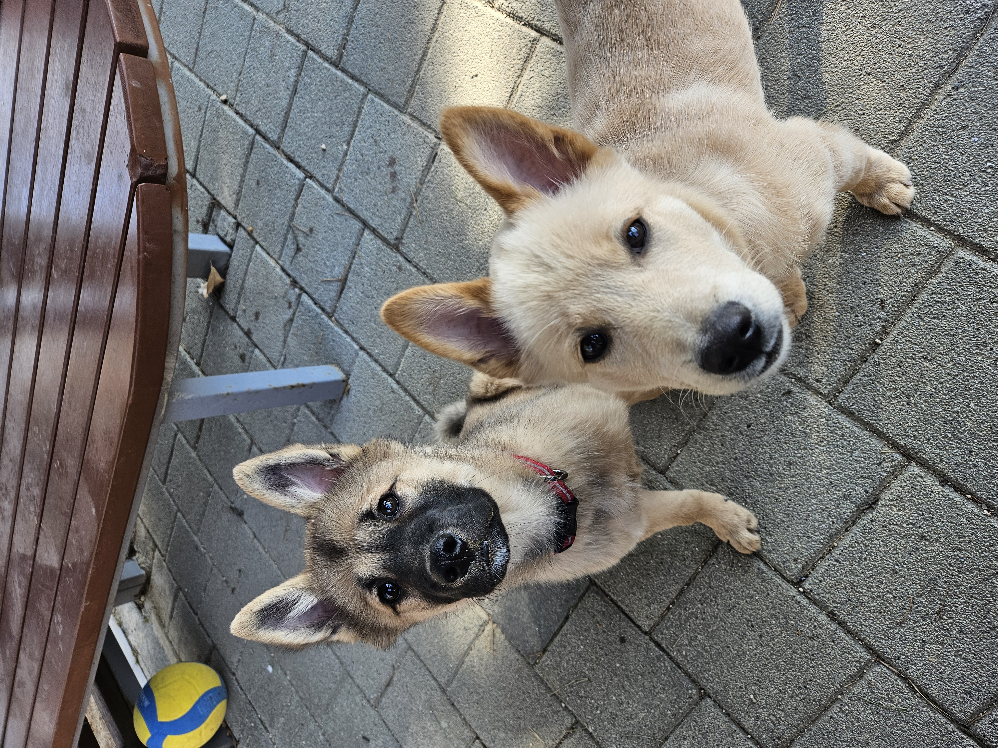 우리집 댕댕이 자랑 한번 해도 될까용? | 인스티즈