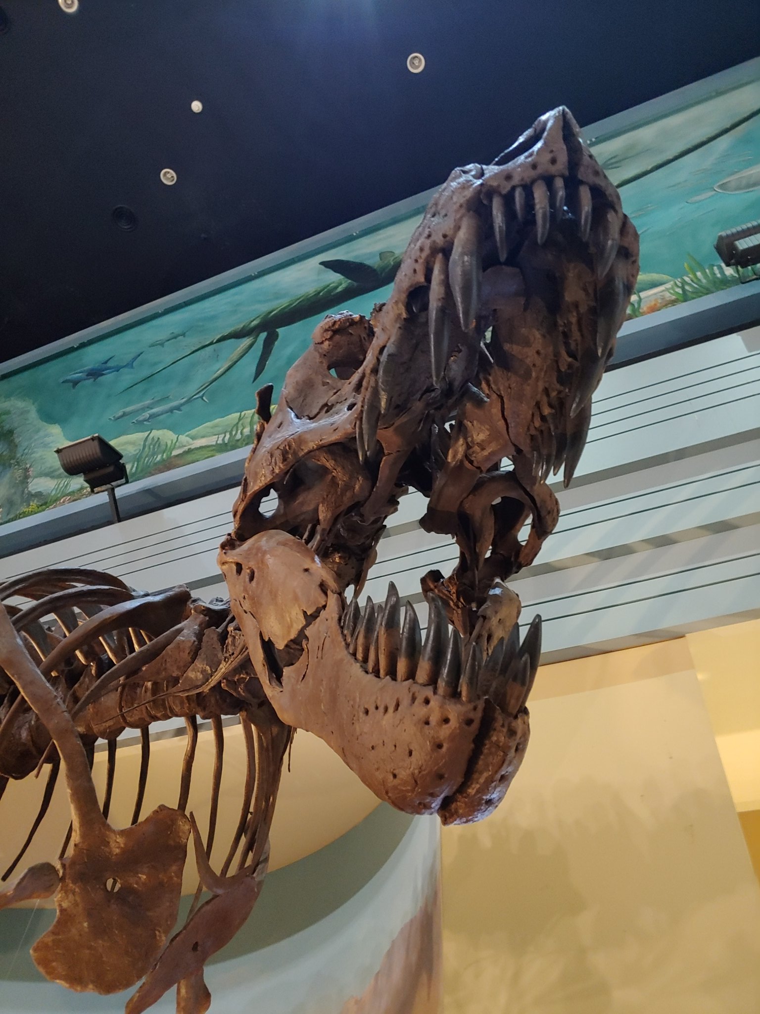 희귀 전문 인력을 도슨트로 고용한 박물관 | 인스티즈