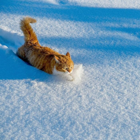 눈을 좋아하는 용맹한 고양이 진저.twt | 인스티즈
