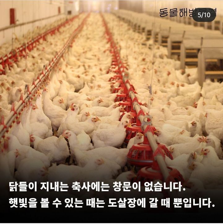 병아리 부리 불로 지지는 이유 | 인스티즈