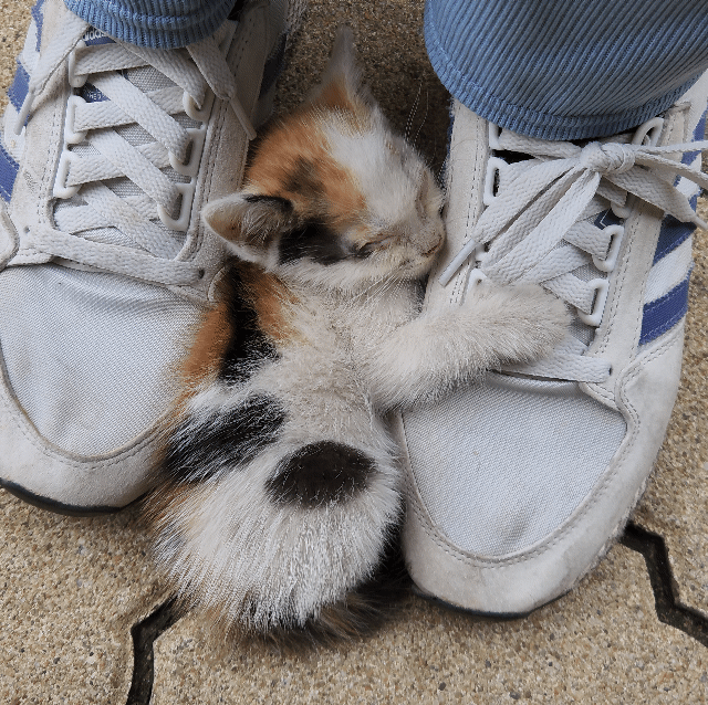 애기 길냥 얘 이러고 자는데...? 어케...? () | 인스티즈