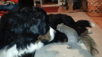 도토리 숨기는 청설모 | 인스티즈