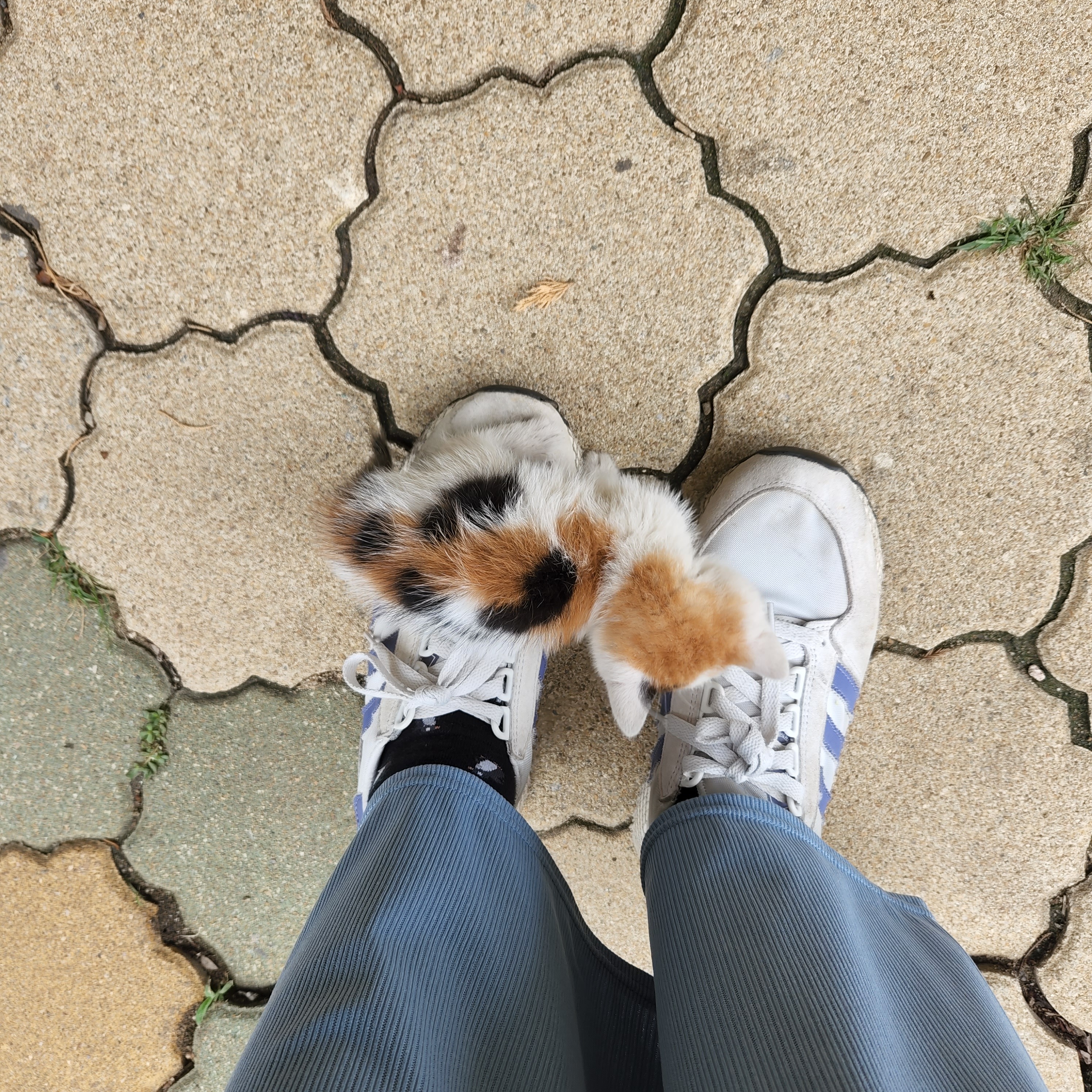 애기 길냥 얘 이러고 자는데...? 어케...? () | 인스티즈