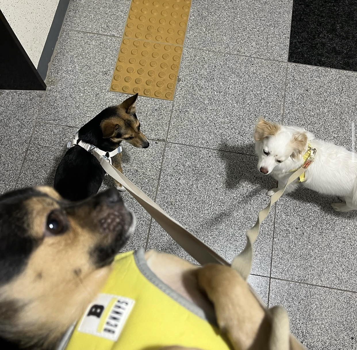 어느 고등학생 눈에 띈 교통사고 당한 유기견 근황 | 인스티즈