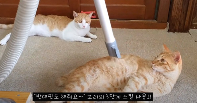 고양이들 태어났을때부터 케어하면 다 매탈남네 고양이처럼 싫어하는게 없는지 궁금한 달글 | 인스티즈