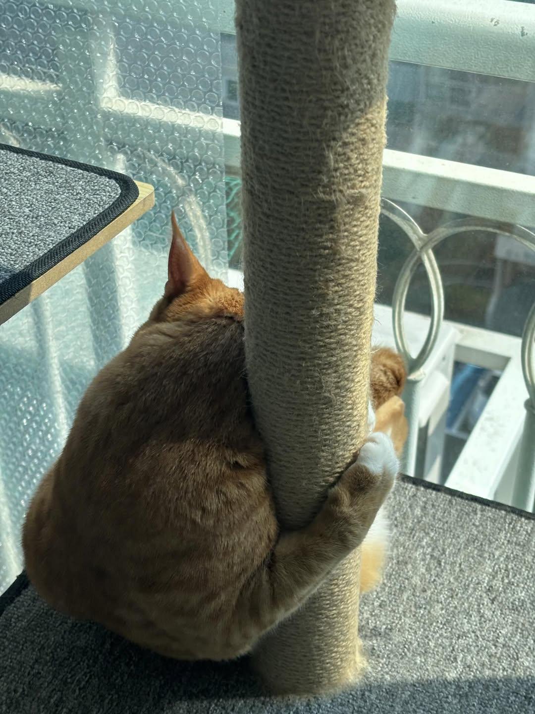 애착 캣타워를 잃었다가 다시 찾은 냥이 | 인스티즈